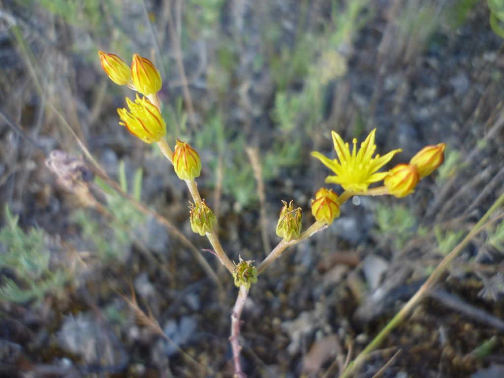 Clasping Stonecrop