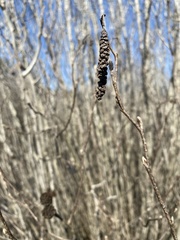 Alnus maritima