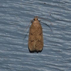 Glyphidocera juniperella