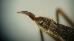 Trichocera regelationis