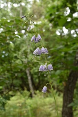 Adenophora triphylla