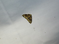 Ecliptopera dissecta