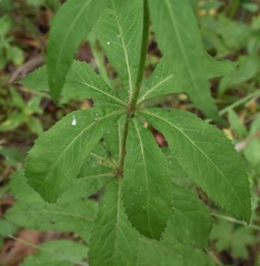 Adenophora triphylla