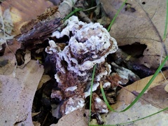 Thelephora americana