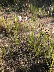 Pelargonium dipetalum