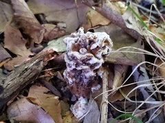 Thelephora americana