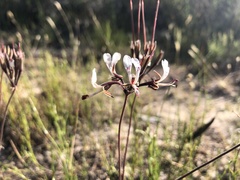 Pelargonium dipetalum