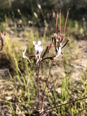 Pelargonium dipetalum