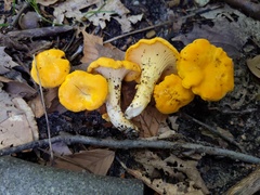 Cantharellus phasmatis