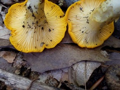 Cantharellus phasmatis