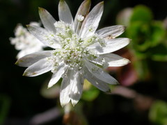Astrantia bavarica