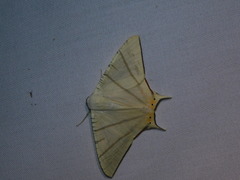 Ourapteryx marginata