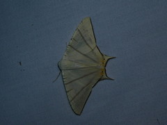 Ourapteryx marginata