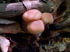 Marasmius cystidiosus
