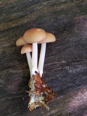 Marasmius cystidiosus