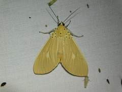 Asota producta