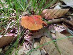 Cortinarius hesleri
