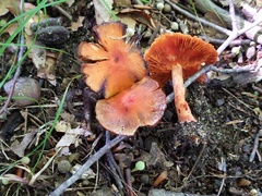 Cortinarius hesleri
