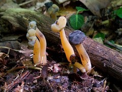 Hypomyces leotiicola