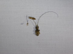 Hirtaeschopalaea albolineata