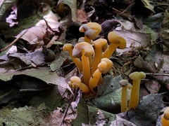 Hypomyces leotiicola