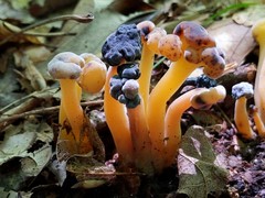 Hypomyces leotiicola