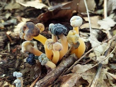 Hypomyces leotiicola