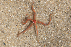 Ophiothrix spiculata image