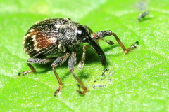 Anthonomus signatus