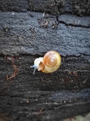 Eopolita protensa