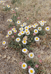 Erigeron bellidiastrum