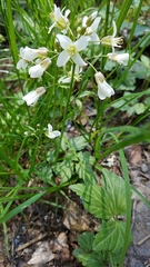 Cardamine diphylla