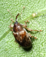 Lignyodes
