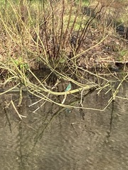 Alcedo atthis