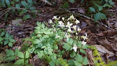 Cardamine diphylla