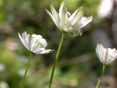Astrantia bavarica