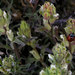 Castilleja plagiotoma - Photo (c) Wayfinder_73, algunos derechos reservados (CC BY-NC-ND)