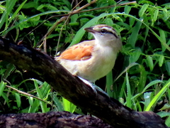 Tchagra australis australis