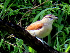 Tchagra australis australis