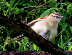 Tchagra australis australis
