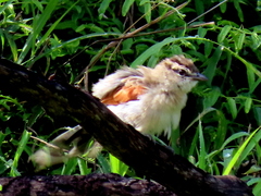 Tchagra australis australis