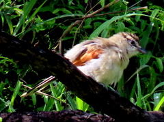 Tchagra australis australis