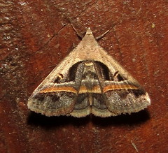 Acantholipes trimeni