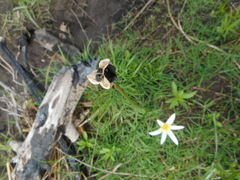 Zephyranthes mesochloa