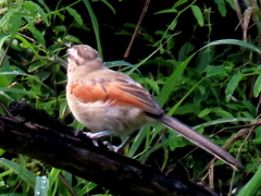 Tchagra australis australis