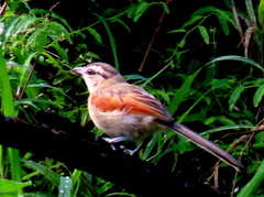 Tchagra australis australis