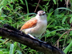 Tchagra australis australis