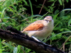Tchagra australis australis