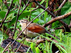 Tchagra australis australis