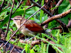 Tchagra australis australis